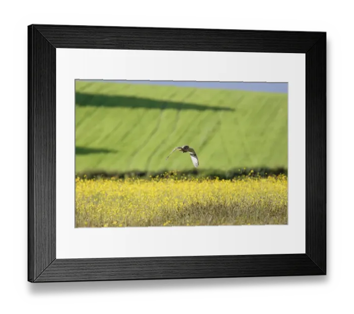 Framed Print : Long-eared Owl (Asio otus) adult, in flight, hunting over meadow, Yorkshire, England, may Framed Print : Long-eared Owl (Asio otus) adult, in flight, hunting over meadow, Yorkshire, England, may