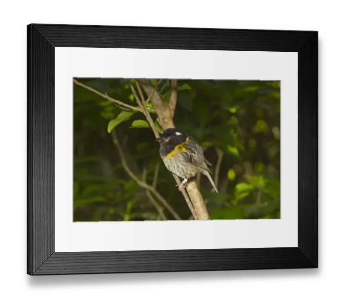 Framed Print : Stitchbird (Notiomystis cincta) adult male, wearing leg rings, perched on twig, New Zealand, november