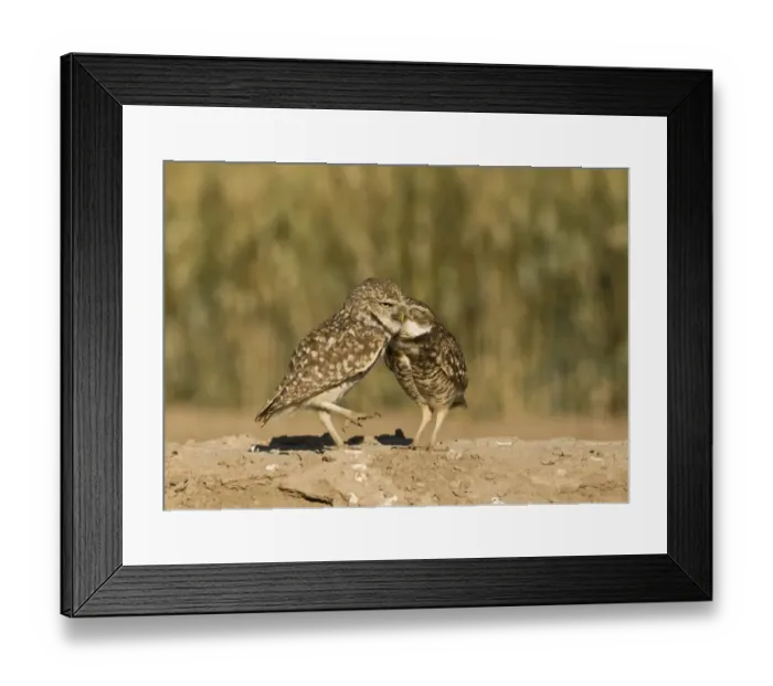 Framed Print : Burrowing Owl (Speotyto cunicularia) adult pair, mutual preening, Salton Sea, California, U. S. A. april Framed Print : Burrowing Owl (Speotyto cunicularia) adult pair, mutual preening, Salton Sea, California, U. S. A. april