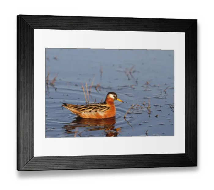 Framed Print : Grey Phalarope (Phalaropus fulicarius) adult female, swimming, Barrow, Alaska, U. S. A. june Framed Print : Grey Phalarope (Phalaropus fulicarius) adult female, swimming, Barrow, Alaska, U. S. A. june