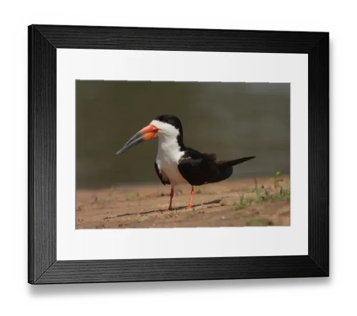 Framed Print : Black Skimmer (Rynchops niger) adult, standing on riverbank, Cuiaba River, Mato Grosso, Brazil, september