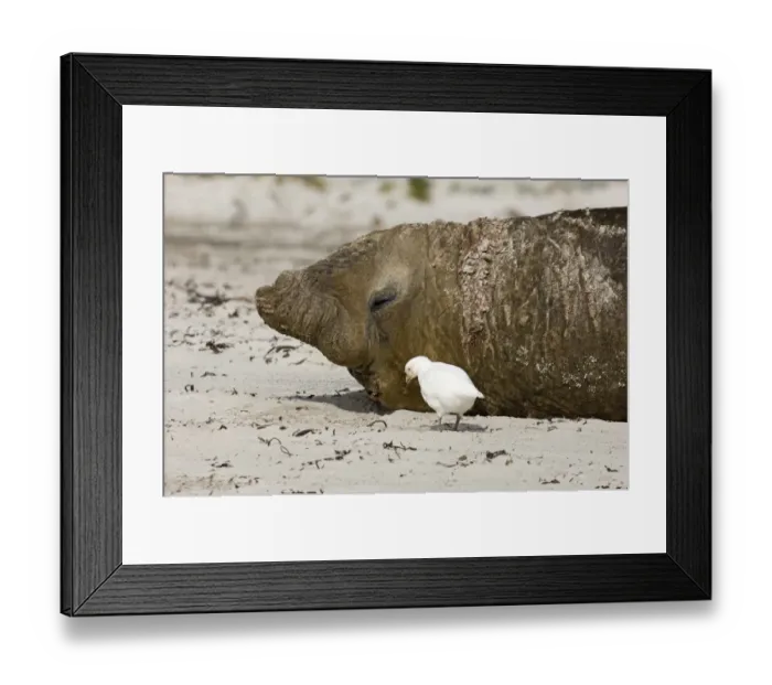 Framed Print : Snowy Sheathbill (Chionis alba) adult, feeding around Southern Elephant-seal (Mirounga leonina) resting on beach, Sea Lion Island, Falkland Islands, november