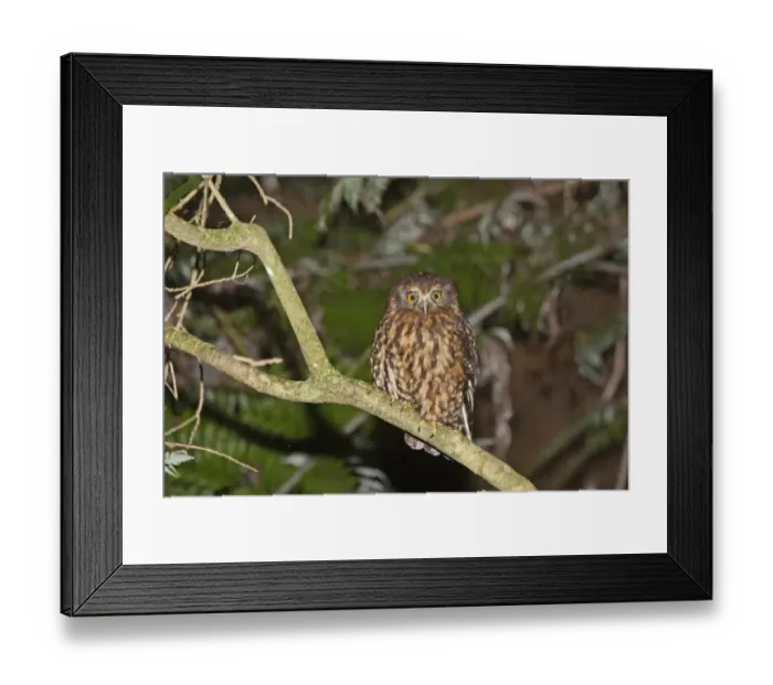 Framed Print : Southern Boobook (Ninox novaeseelandiae) adult, perched on branch at night, New Zealand, november Framed Print : Southern Boobook (Ninox novaeseelandiae) adult, perched on branch at night, New Zealand, november