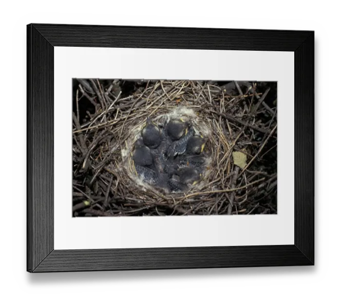 Framed Print : Great Grey Shrike (Lanius excubitor) nest with chicks Framed Print : Great Grey Shrike (Lanius excubitor) nest with chicks