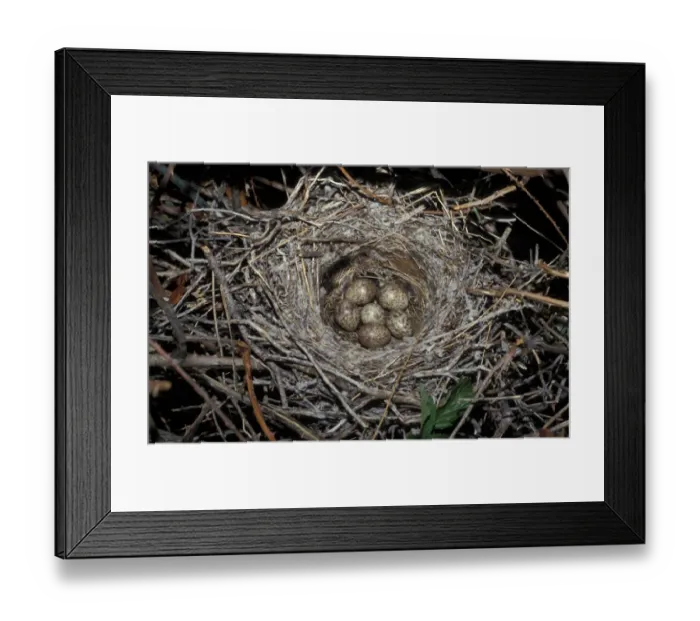 Framed Print : Great Grey Shrike (Lanius excubitor) six eggs in nest Framed Print : Great Grey Shrike (Lanius excubitor) six eggs in nest