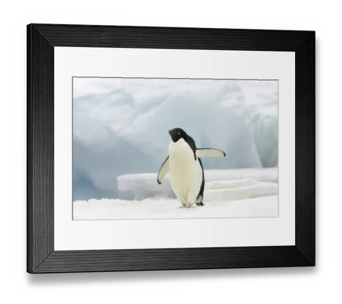 Framed Print : Adelie Penguin (Pygoscelis adeliae) adult, standing on iceberg in snowfall, Brown Bluff, Antarctic Peninsula, Antarctica