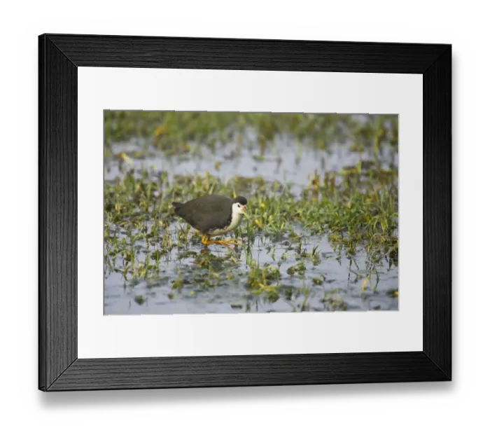 Framed Print : White-breasted Waterhen (Amaurornis phoenicurus) adult, walking in shallow water, Keoladeo Ghana N. P. (Bharatpur), Rajasthan, India Framed Print : White-breasted Waterhen (Amaurornis phoenicurus) adult, walking in shallow water, Keoladeo Ghana N. P. (Bharatpur), Rajasthan, India