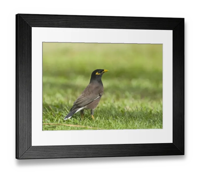 Framed Print : Common Mynah (Acridotheres tristis) introduced species, adult, standing on short grass, Queensland, Australia Framed Print : Common Mynah (Acridotheres tristis) introduced species, adult, standing on short grass, Queensland, Australia