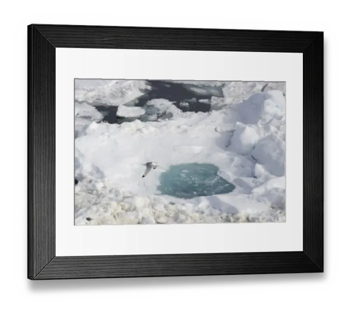 Framed Print : Kittiwake (Rissa tridactyla) adult, summer plumage, in flight over sea ice, Spitsbergen, Svalbard