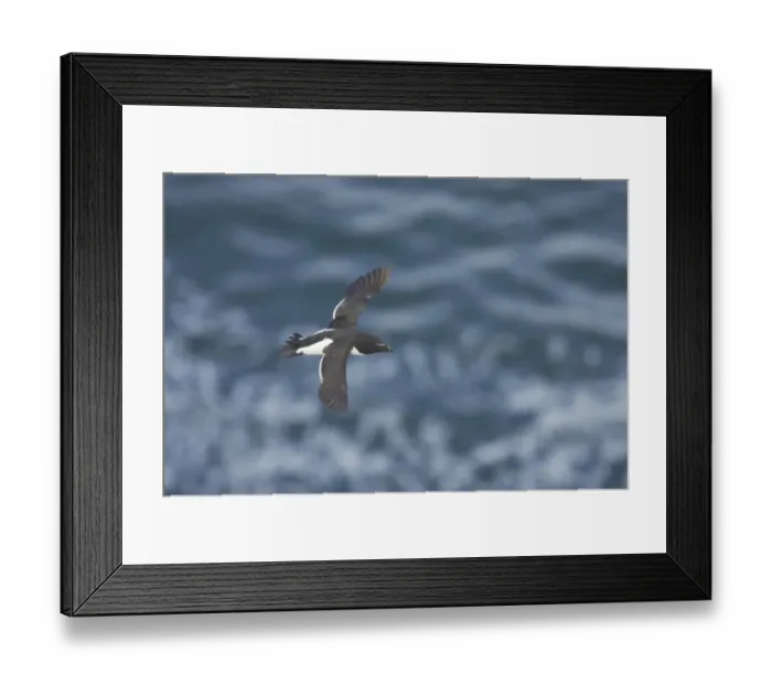 Framed Print : Razorbill (Alca torda) adult, in flight over sea, Fowlsheugh RSPB Reserve, Kincardineshire, Grampian, Scotland Framed Print : Razorbill (Alca torda) adult, in flight over sea, Fowlsheugh RSPB Reserve, Kincardineshire, Grampian, Scotland