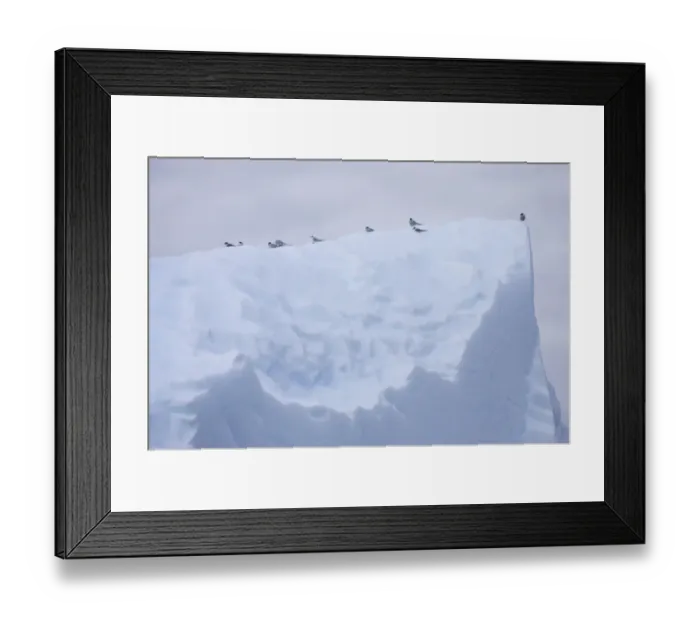 Framed Print : Antarctic Tern (Sterna vittata) adults and juveniles, flock resting on iceberg, Lemaire Channel, Antarctic Peninsula, Antarctica Framed Print : Antarctic Tern (Sterna vittata) adults and juveniles, flock resting on iceberg, Lemaire Channel, Antarctic Peninsula, Antarctica