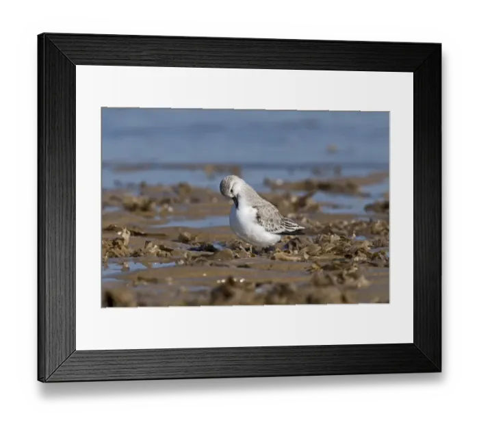 Framed Print : Sanderling (Calidris alba) adult, winter plumage, preening, standing on shoreline, England Framed Print : Sanderling (Calidris alba) adult, winter plumage, preening, standing on shoreline, England