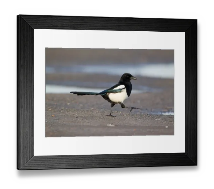 Framed Print : Common Magpie (Pica pica) adult, walking on shore, Suffolk, England, february Framed Print : Common Magpie (Pica pica) adult, walking on shore, Suffolk, England, february