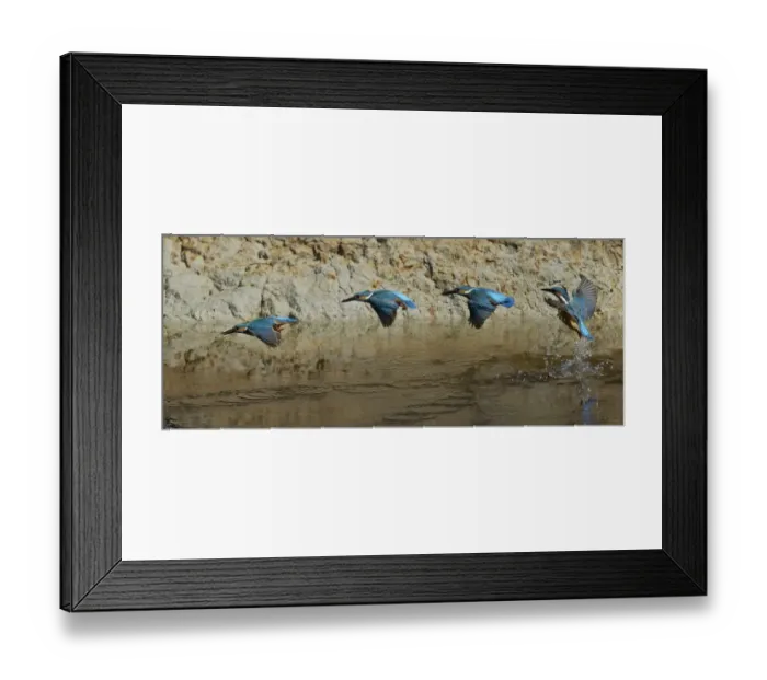 Framed Print : Common Kingfisher (Alcedo atthis) adult male, in flight, taking off from water sequence, River Urr, Dalbeattie, Dumfries and Galloway, Scotland, july