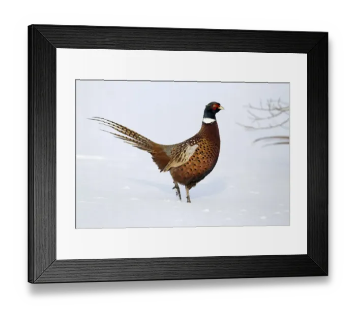 Framed Print : Common Pheasant (Phasianus colchicus) adult male, walking in snow, Midlands, England, december Framed Print : Common Pheasant (Phasianus colchicus) adult male, walking in snow, Midlands, England, december