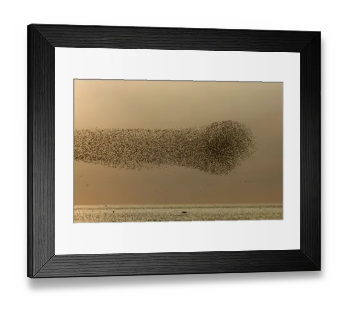 Framed Print : Knot (Calidris canutus) flock, in swirling flight over estuary, The Wash, Snettisham RSPB Reserve, Norfolk England, august Framed Print : Knot (Calidris canutus) flock, in swirling flight over estuary, The Wash, Snettisham RSPB Reserve, Norfolk England, august