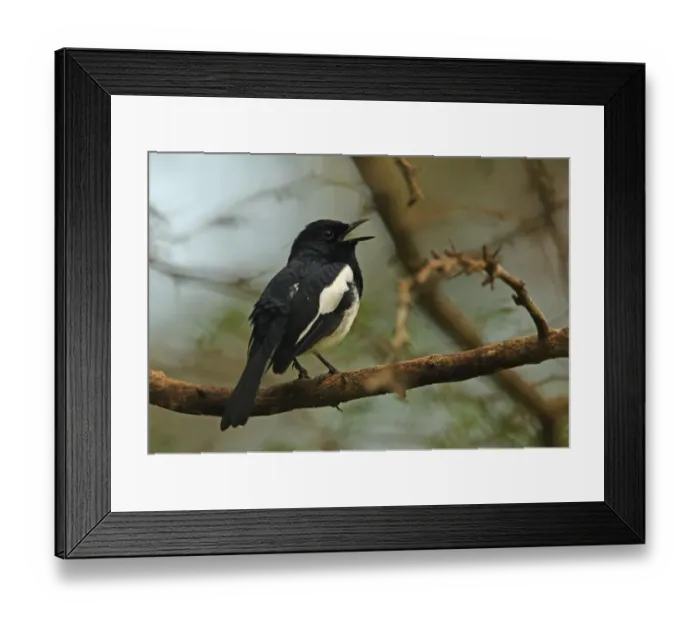 Framed Print : Oriental Magpie-robin (Copsychus saularis ceylonensis) adult male, singing, perched on branch, Sri Lanka, december