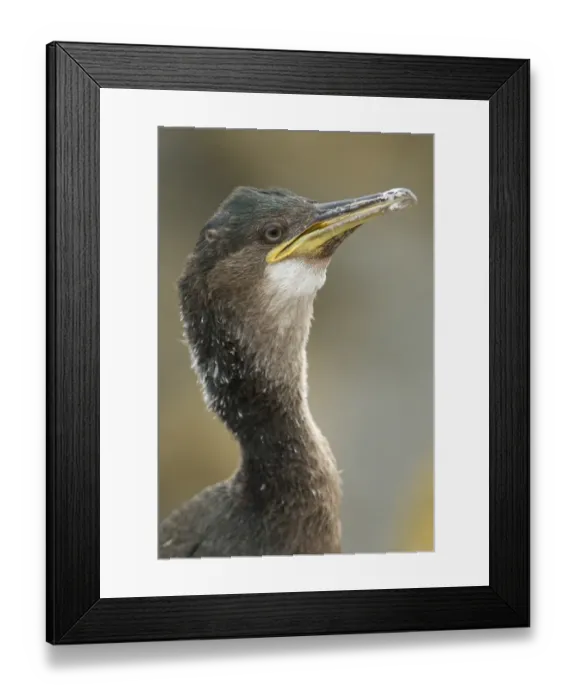 Framed Print : European Shag (Phalacrocorax aristotelis) immature, close-up of head, Inner Farne, Farne Islands, Northumberland, England, july Framed Print : European Shag (Phalacrocorax aristotelis) immature, close-up of head, Inner Farne, Farne Islands, Northumberland, England, july
