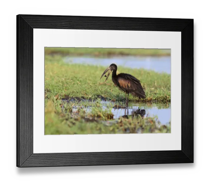 Framed Print : African Open-billed Stork (Anastomus lamelligerus) adult, with shellfish in beak, feeding in wetland, Chobe N. P. Botswana Framed Print : African Open-billed Stork (Anastomus lamelligerus) adult, with shellfish in beak, feeding in wetland, Chobe N. P. Botswana