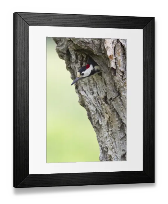Framed Print : Syrian Woodpecker (Dendrocopos syriacus) adult male, at nesthole entrance in tree trunk, Bulgaria, may Framed Print : Syrian Woodpecker (Dendrocopos syriacus) adult male, at nesthole entrance in tree trunk, Bulgaria, may