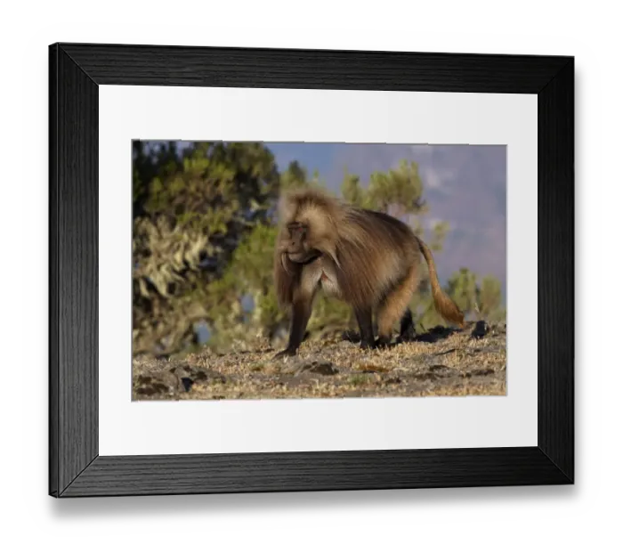 Framed Print : Gelada (Theropithecus gelada) adult male, walking, Simien Mountains, Ethiopia Framed Print : Gelada (Theropithecus gelada) adult male, walking, Simien Mountains, Ethiopia