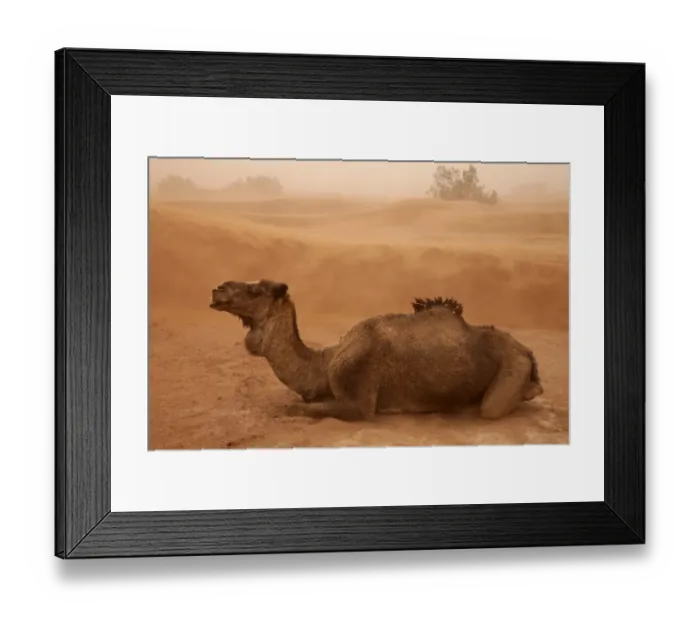 Framed Print : Dromedary Camel (Camelus dromedarius) adult, resting on desert sand dune during sandstorm, Sahara, Morocco, may Framed Print : Dromedary Camel (Camelus dromedarius) adult, resting on desert sand dune during sandstorm, Sahara, Morocco, may