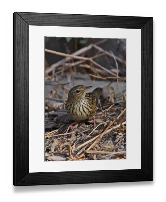 Framed Print : Lanceolated Warbler (Locustella lanceolata) adult, migrant, standing on ground, Beidaihe, Hebei, China, may Framed Print : Lanceolated Warbler (Locustella lanceolata) adult, migrant, standing on ground, Beidaihe, Hebei, China, may