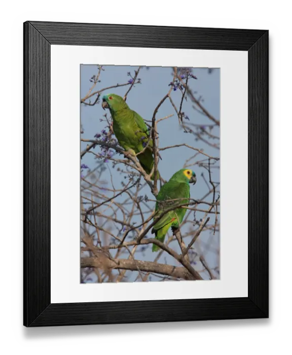 Framed Print : Blue-fronted Amazon Parrot (Amazona aestiva) adult pair (female left, male right), perched in tree, Pouso Alegre, Mato Grosso, Brazil, september Framed Print : Blue-fronted Amazon Parrot (Amazona aestiva) adult pair (female left, male right), perched in tree, Pouso Alegre, Mato Grosso, Brazil, september