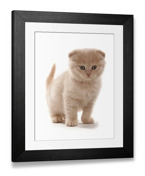 Framed Print : Domestic Cat, Scottish Fold, cream kitten, standing