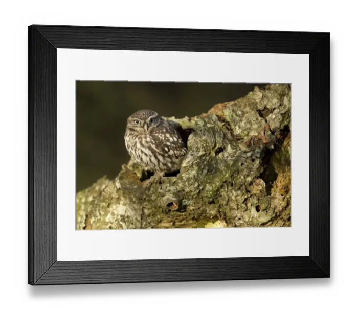 Framed Print : Little Owl (Athene noctua) adult, at hole in birch tree, North Yorkshire, England, november (captive) Framed Print : Little Owl (Athene noctua) adult, at hole in birch tree, North Yorkshire, England, november (captive)