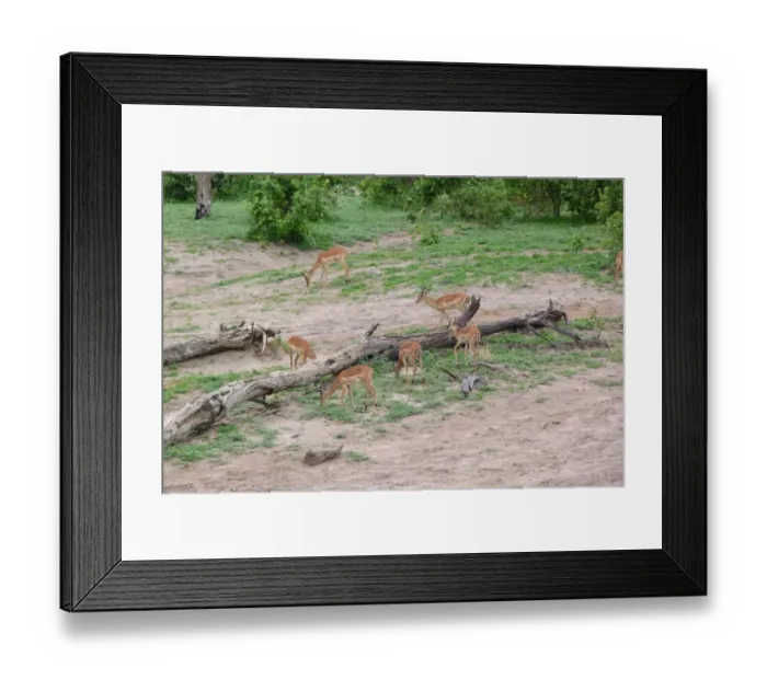 Framed Print : Impala (Aepyceros melampus) adult males and female, herd grazing beside fallen tree trunk, Okavango Delta, Botswana Framed Print : Impala (Aepyceros melampus) adult males and female, herd grazing beside fallen tree trunk, Okavango Delta, Botswana