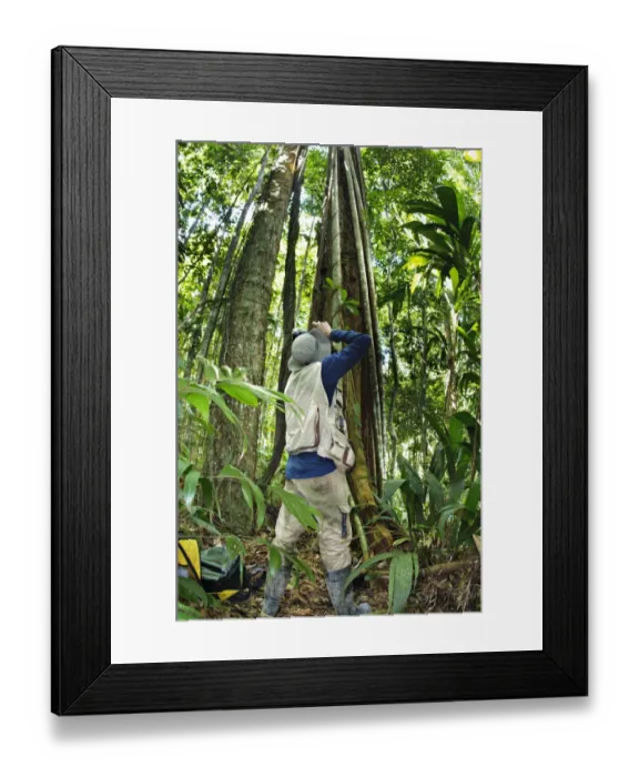 Framed Print : Photographer photographing Strangler Fig (Ficus sp. ) in forest, Madre de Dios, Amazonia, Peru Framed Print : Photographer photographing Strangler Fig (Ficus sp. ) in forest, Madre de Dios, Amazonia, Peru