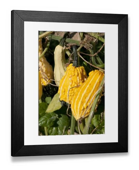 Framed Print : Yellow gourds growing in allotment garden, Norfolk, England, october