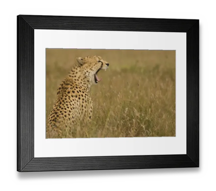 Framed Print : Cheetah (Acinonyx jubatus) adult, yawning, sitting in grass, Masai Mara, National Reserve, Kenya Framed Print : Cheetah (Acinonyx jubatus) adult, yawning, sitting in grass, Masai Mara, National Reserve, Kenya
