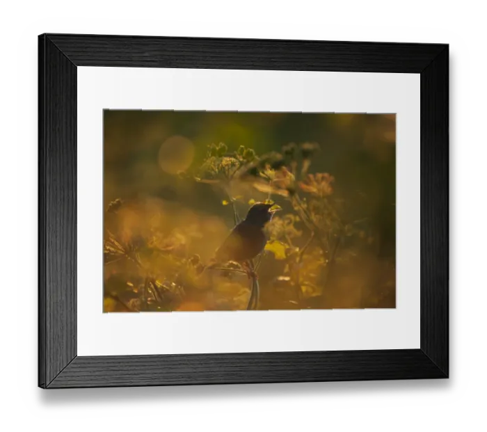 Framed Print : Grasshopper Warbler (Locustella naevia) adult, singing, perched on umbellifer stem in evening sunlight, Norfolk, England, may