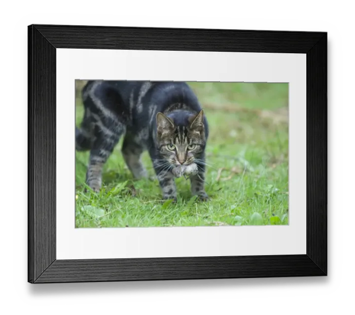 Framed Print : Domestic Cat, tabby, adult, with vole prey in mouth, England, august Framed Print : Domestic Cat, tabby, adult, with vole prey in mouth, England, august