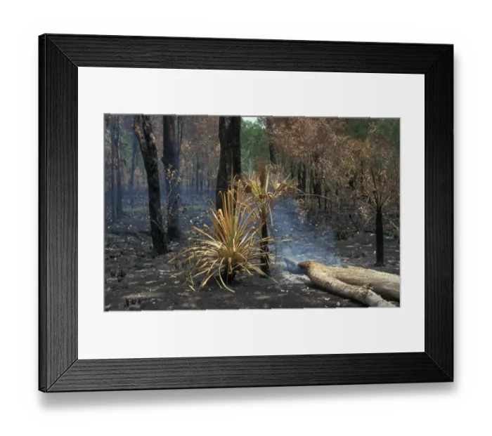 Framed Print : Fire Low intensity forest fire has burnt undergrowth but not killed Eucalyptus Framed Print : Fire Low intensity forest fire has burnt undergrowth but not killed Eucalyptus