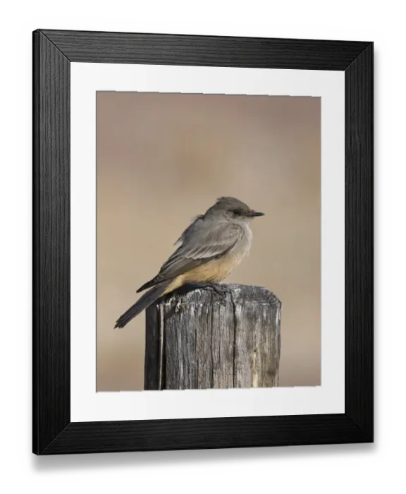 Framed Print : Say's Phoebe (Sayornis saya) adult, perched on post, Bosque del Apache National Wildlife Refuge, New Mexico, U. S. A. january Framed Print : Say's Phoebe (Sayornis saya) adult, perched on post, Bosque del Apache National Wildlife Refuge, New Mexico, U. S. A. january