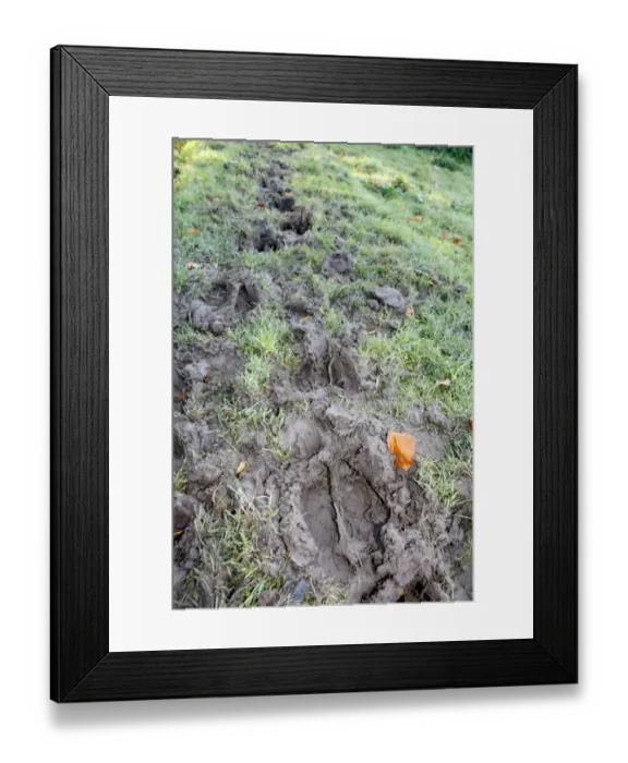 Framed Print : Domestic Cattle, tracks in muddy pasture, on unimproved wet grazing meadow, River Dove, Thornham Magna, Suffolk, England, october Framed Print : Domestic Cattle, tracks in muddy pasture, on unimproved wet grazing meadow, River Dove, Thornham Magna, Suffolk, England, october