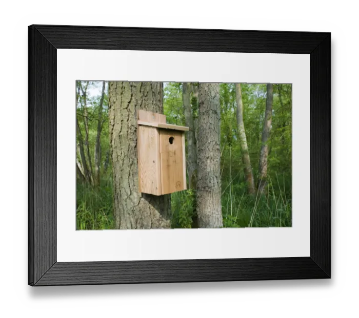 Framed Print : Wooden tit nestbox attached to tree trunk in woodland habitat, Norfolk, England, may Framed Print : Wooden tit nestbox attached to tree trunk in woodland habitat, Norfolk, England, may