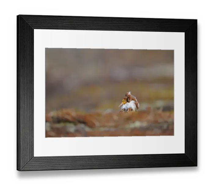 Framed Print : Ruff (Philomachus pugnax) adult male, breeding plumage, standing at lek, Varanger, Norway, may Framed Print : Ruff (Philomachus pugnax) adult male, breeding plumage, standing at lek, Varanger, Norway, may