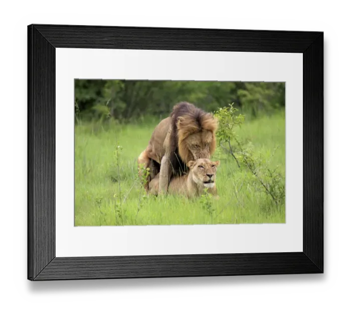Framed Print : Lion (Panthera leo) adult pair, mating, Sabi Sabi Game Reserve, Kruger N. P. South Africa