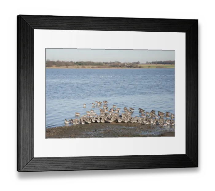 Framed Print : Knot (Calidris canutus) and Black-tailed Godwit (Limosa limosa) flock, winter plumage, roosting at high tide in river habitat, River Stour, Essex, England, january Framed Print : Knot (Calidris canutus) and Black-tailed Godwit (Limosa limosa) flock, winter plumage, roosting at high tide in river habitat, River Stour, Essex, England, january