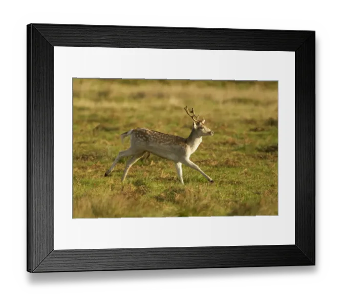 Framed Print : Fallow Deer (Dama dama) young buck, running, Leicestershire, England, november Framed Print : Fallow Deer (Dama dama) young buck, running, Leicestershire, England, november