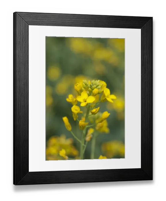 Framed Print : Oilseed Rape (Brassica napus) crop, close-up of flowers, Lincolnshire, England, june Framed Print : Oilseed Rape (Brassica napus) crop, close-up of flowers, Lincolnshire, England, june