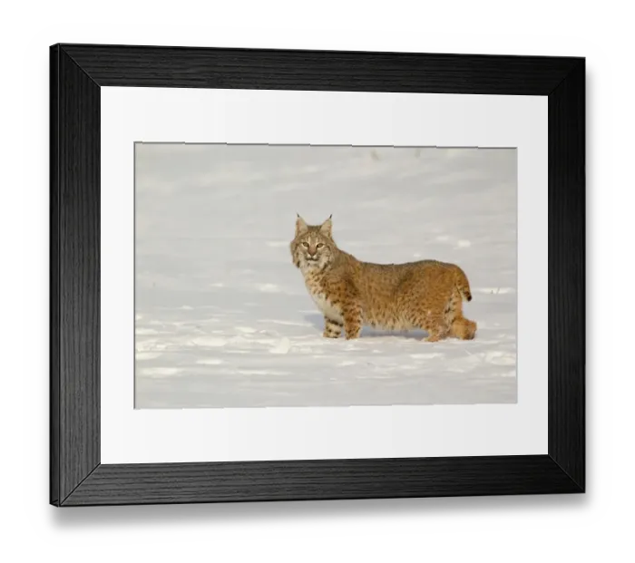 Framed Print : Bobcat (Lynx rufus) adult, alert, standing in snow, Montana, U. S. A. january (captive) Framed Print : Bobcat (Lynx rufus) adult, alert, standing in snow, Montana, U. S. A. january (captive)