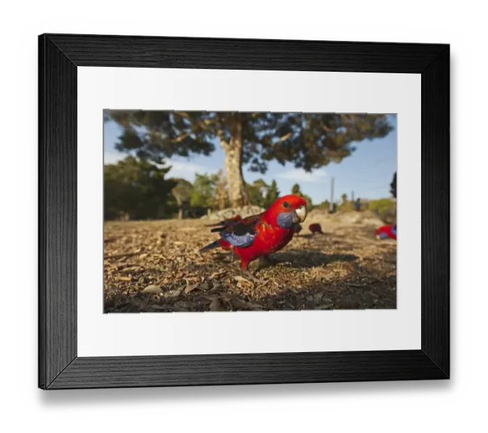 Framed Print : Crimson Rosella (Platycercus elegans) adults, flock feeding on ground, O'Reilly's, Lamington N. P. Queensland, Australia Framed Print : Crimson Rosella (Platycercus elegans) adults, flock feeding on ground, O'Reilly's, Lamington N. P. Queensland, Australia