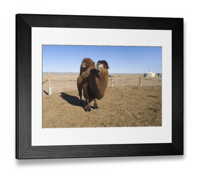 Framed Print : Domesticated Bactrian Camel (Camelus bactrianus) breeding male, standing in pen at nomads camp, Khongoryn Els Sand Dunes, Southern Gobi Desert, Mongolia, october Framed Print : Domesticated Bactrian Camel (Camelus bactrianus) breeding male, standing in pen at nomads camp, Khongoryn Els Sand Dunes, Southern Gobi Desert, Mongolia, october
