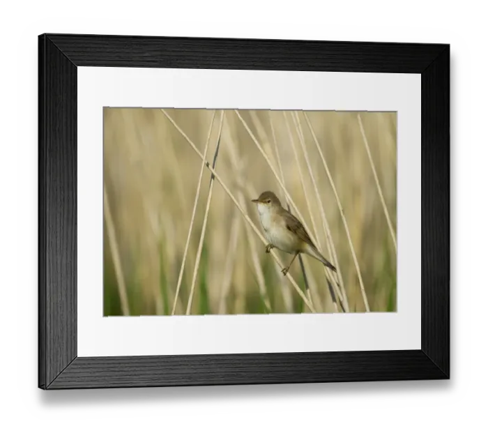 Framed Print : Eurasian Reed-warbler (Acrocephalus scirpaceus) adult, perched on reed stem in reedbed, Cley, Norfolk, England, may