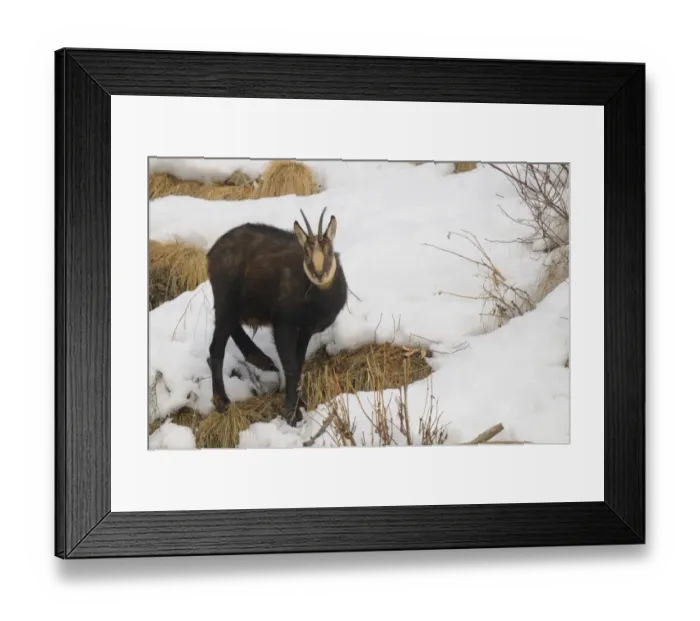 Framed Print : Alpine Chamois (Rupicapra rupicapra) adult, standing in snow, Italian Alps, Italy, january Framed Print : Alpine Chamois (Rupicapra rupicapra) adult, standing in snow, Italian Alps, Italy, january